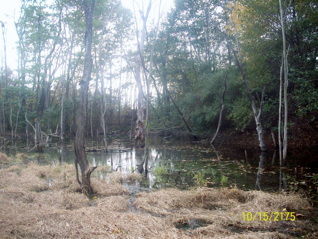 Tindall Family Cemetery